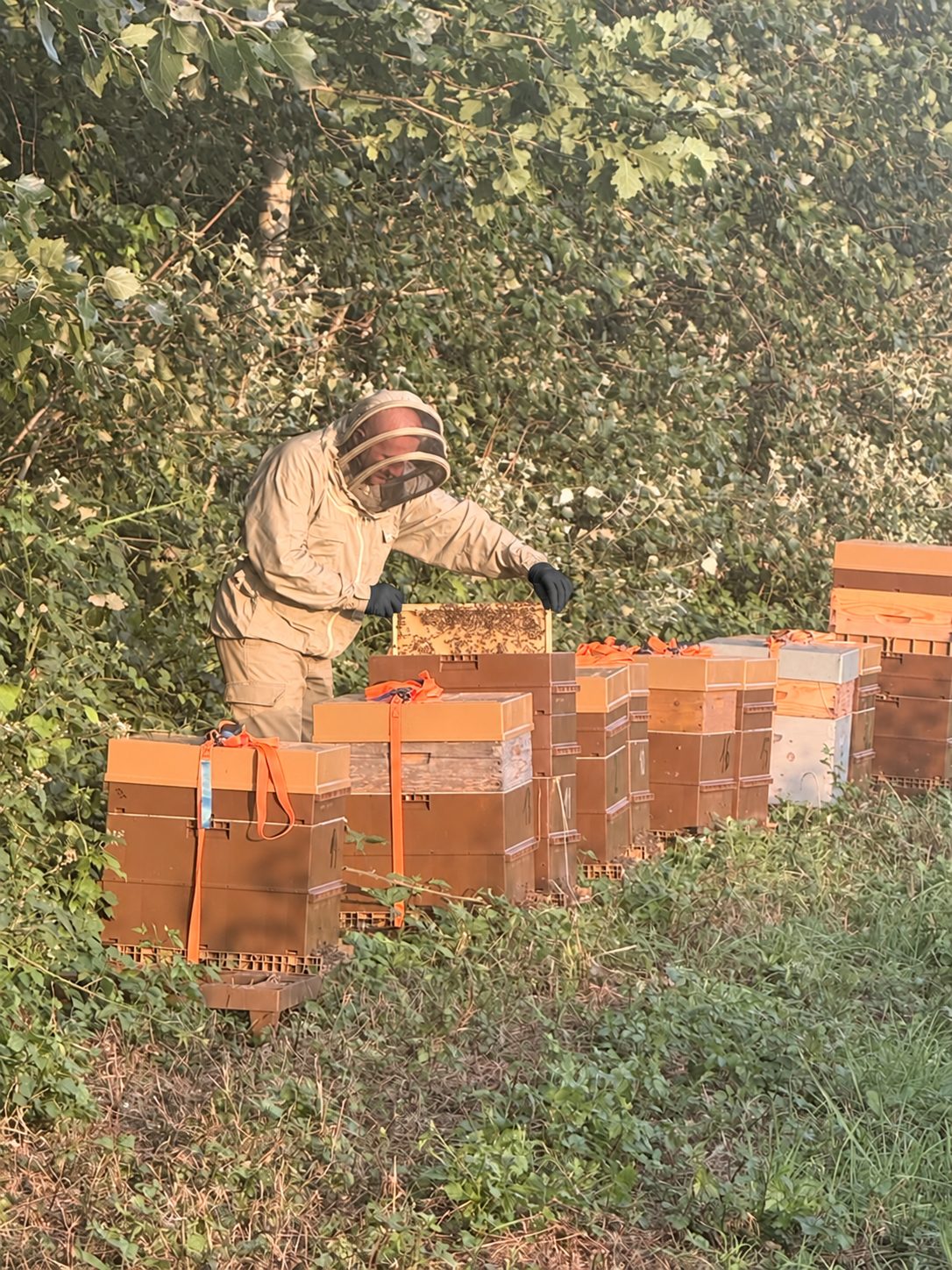 L’apiculteur examine un cadre de ruche dans son rucher
