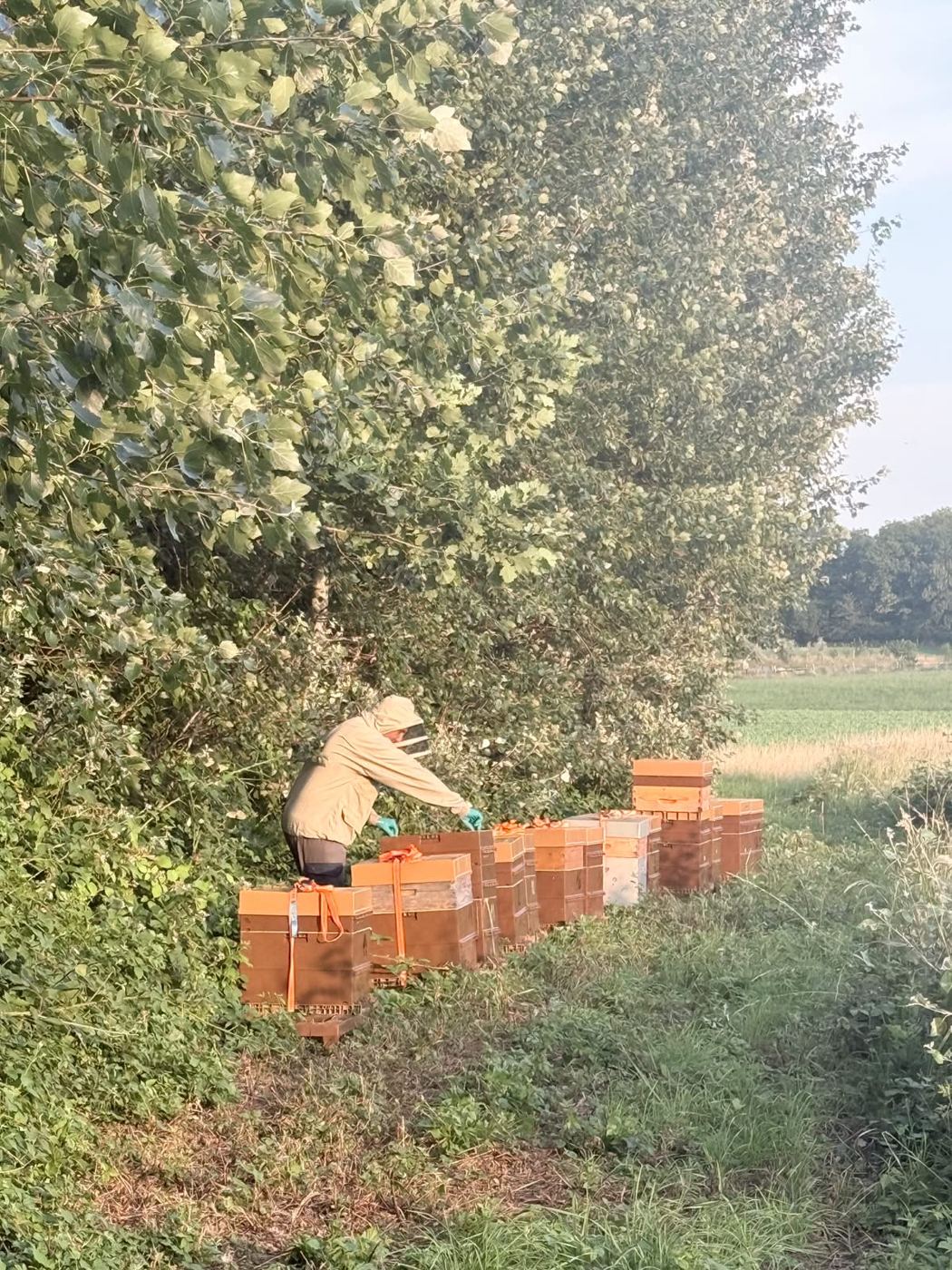 L’apiculteur au travail parmi les ruches.