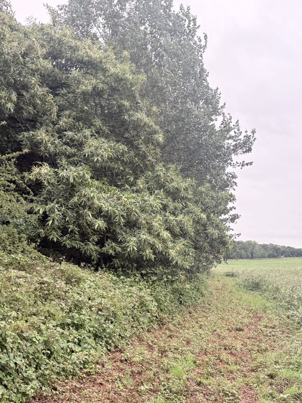 La végétation autour du rucher.